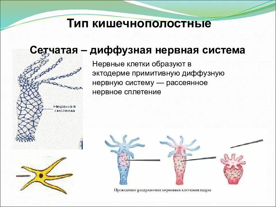 Радиальная симметрия диффузная нервная система анаэробное