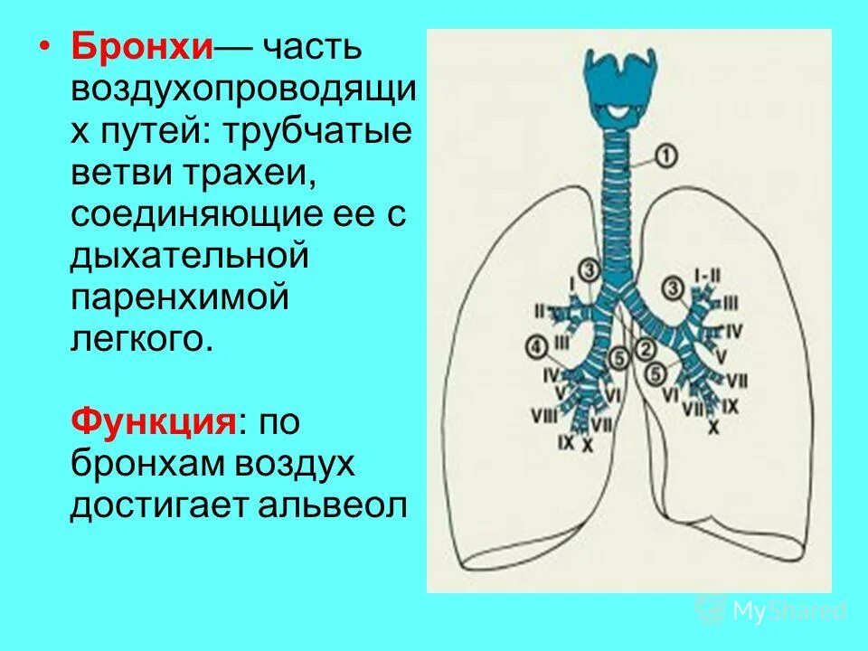 В каком органе дыхания происходит газообмен. В каком органе дыхания происходит газообмен