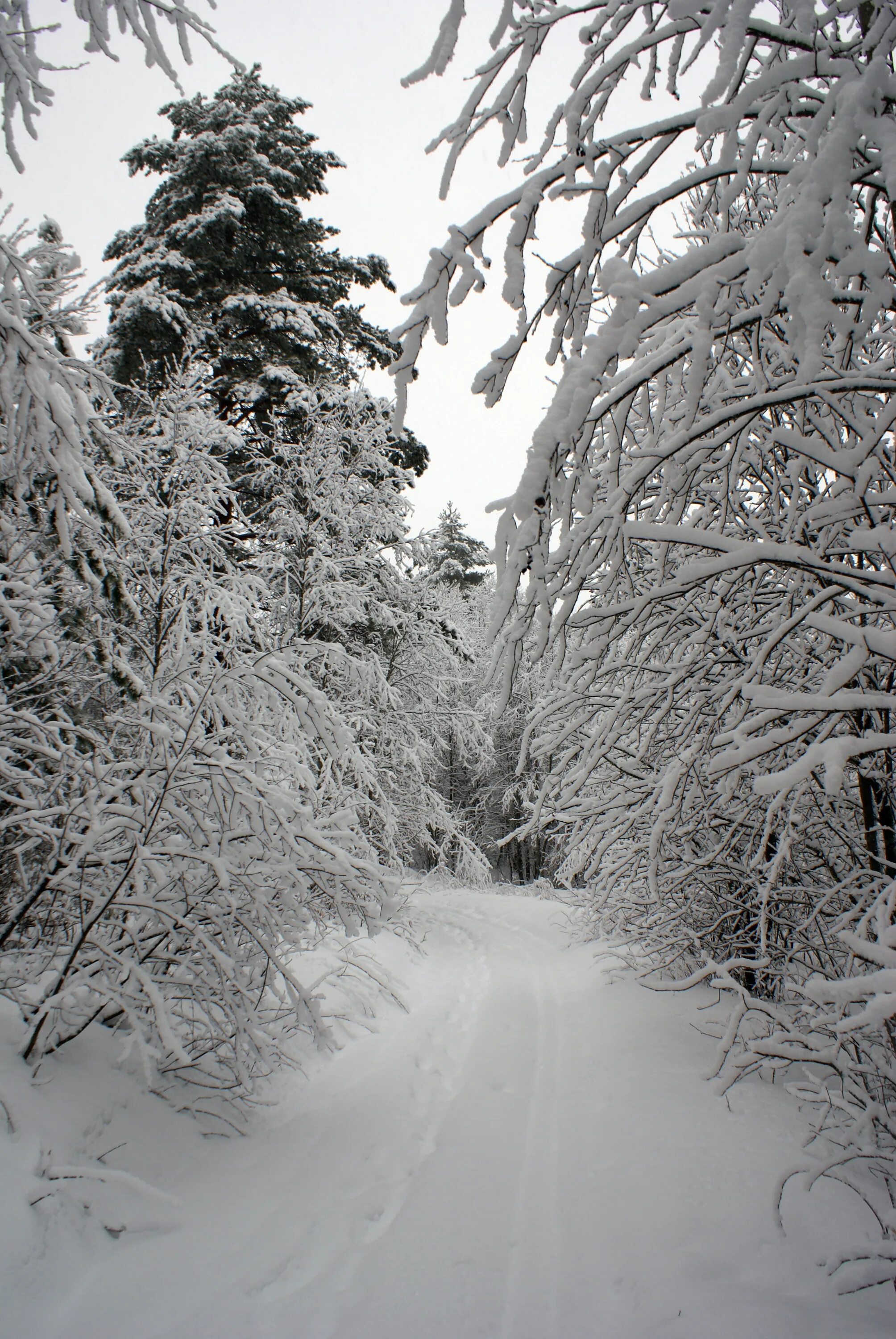 Природа Валдая зимой. Валдай зима лес. Зима замечательная погода. Замечательная погода картинки. Не всегда зима на валдае холодная
