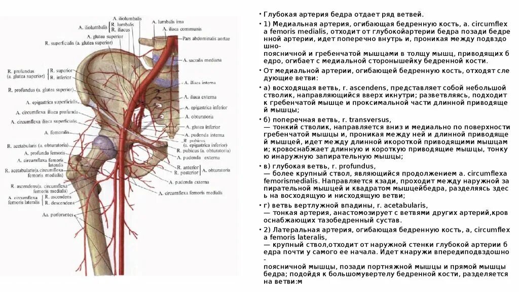 Ветви внутренней подвздошной артерии таблица. Прободающие ветви бедренной артерии. Ветви артерии femoralis. Кровоснабжение тазобедренного сустава схема. Статья артерия жизни по дну чего