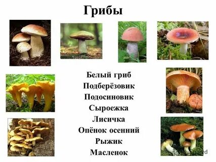 Грибы сыроежки опята