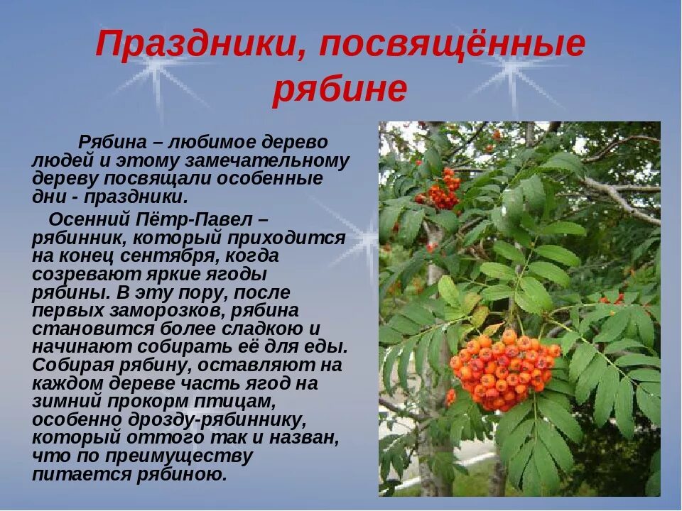 Название этого дерева происходит от слова лист. Павел рябинник. осенний пётр и павел — рябинники.. рябина описание дерева. рябина для детей.