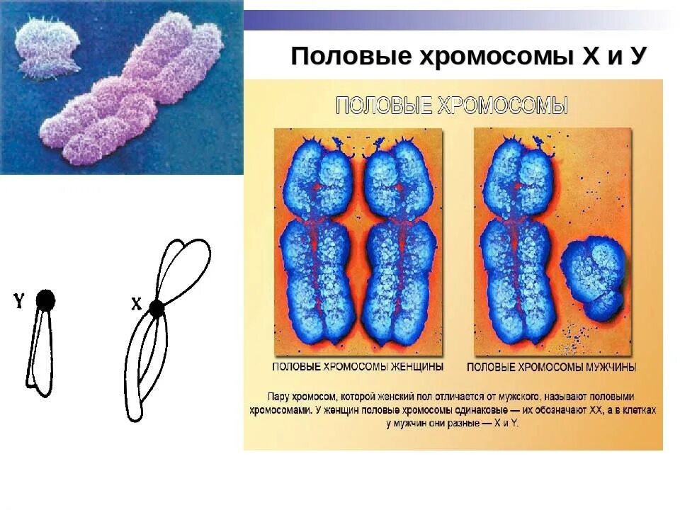 Содержит x и y хромосомы. Половые хромосомы. половые хромосомы женщины. половые хромосомы мужчины.