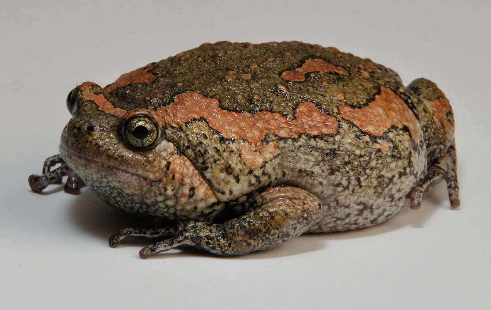 Elephant frog. Kaloula taprobanica. Калоула лягушка. Узкорот лягушка. Лопатоногий узкорот Готлиба.