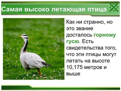 Какая птица выше
