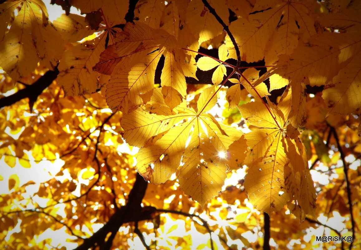 Листья кружатся. Танцующая осень. Осенний танец. Танцы листьев. Листья кружатся в воздухе.