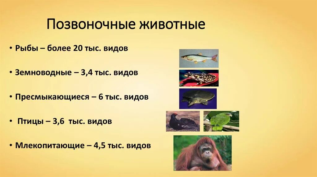 Жизнедеятельность позвоночных животных. Позвоночные животные. Позвоночные животные презентация. Количество видов позвоночных. Классы позвоночных животных.