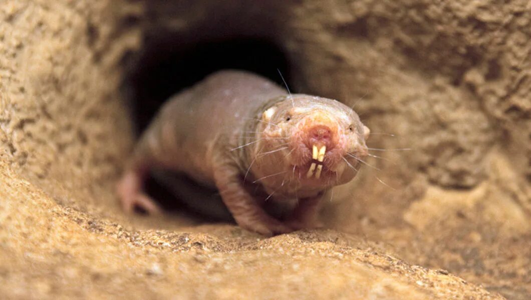 Животное которое не болеет. Животное которое не болеет. Животное которое не болеет. Животное которое не болеет. Животное которое не болеет.