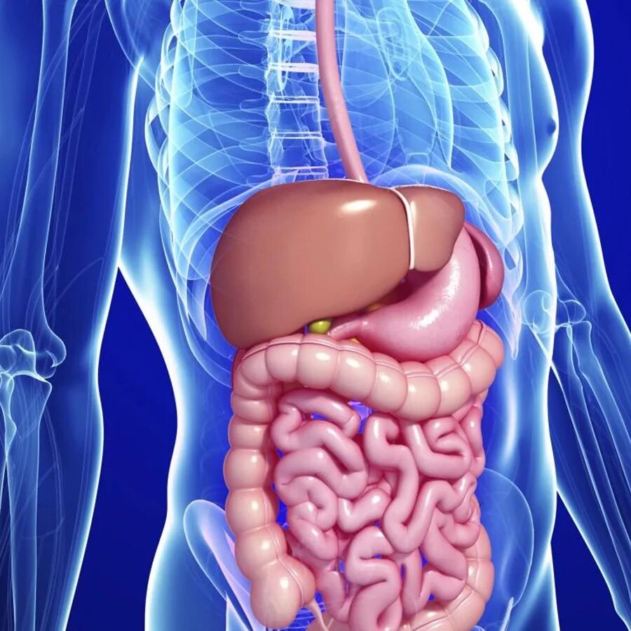 ЖКТ человека. Желудочно-кишечный тракт человека. Органы ЖКТ. Тонкий кишечник и печень