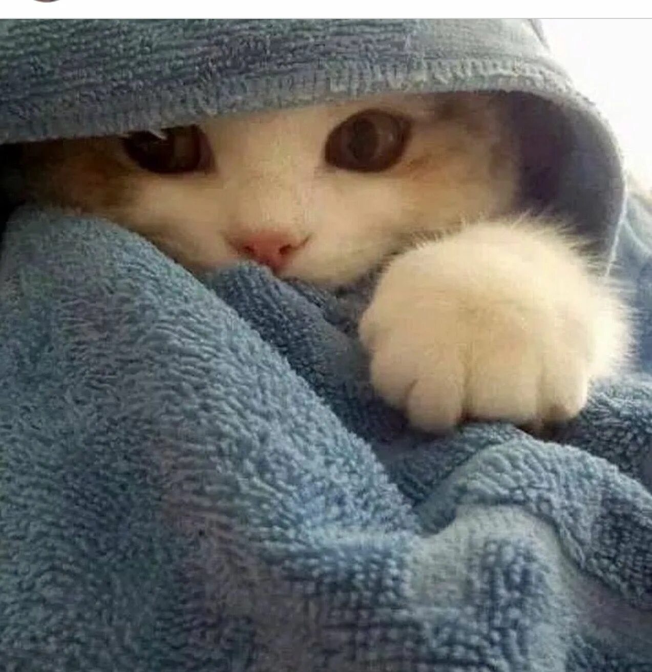 Кот в полотенце. Кот в капюшоне. Милые коты в шапочках. Милый котик в одеяле. Котенок в капюшоне.