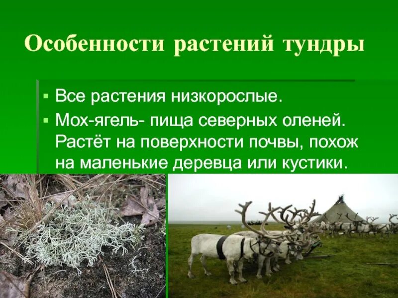 Жизнь в зоне особенности. Особенности растительности тундры. Тундра характеристика растительности. Особенности растений в тундре. Растения характерные для тундры.