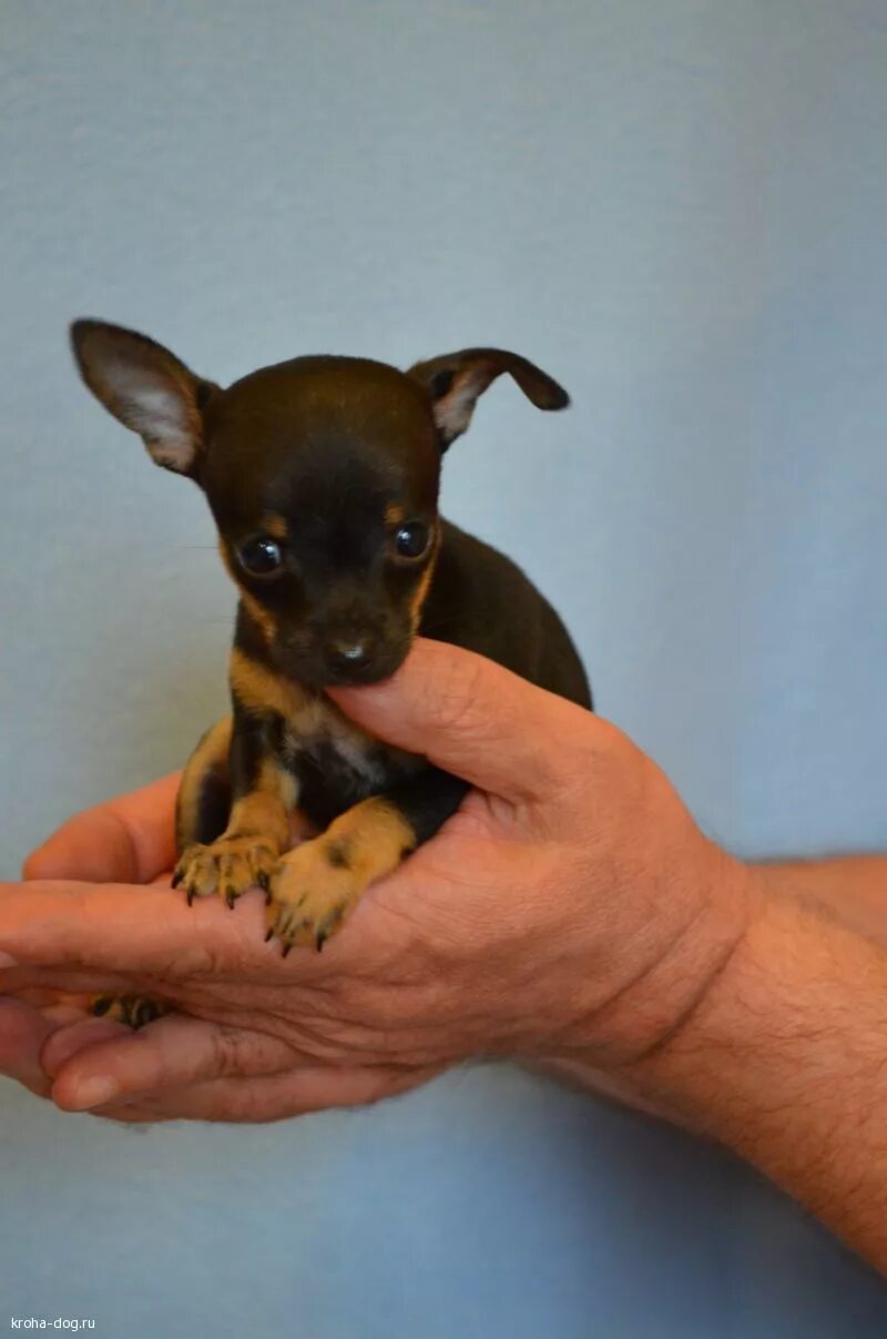 Мини той терьер краснодар. Мини той терьер краснодар. Породистый щенок той терьер. Той терьер щенок. Мини той терьер краснодар.