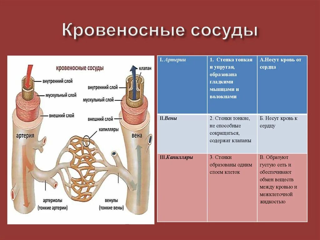 Клапаны имеют артерии и вены. Строение стенки кровеносных сосудов. Соединительная ткань строение кровеносные сосуды. Внутреннее строение кровеносных сосудов. Стенки артерий образованы.