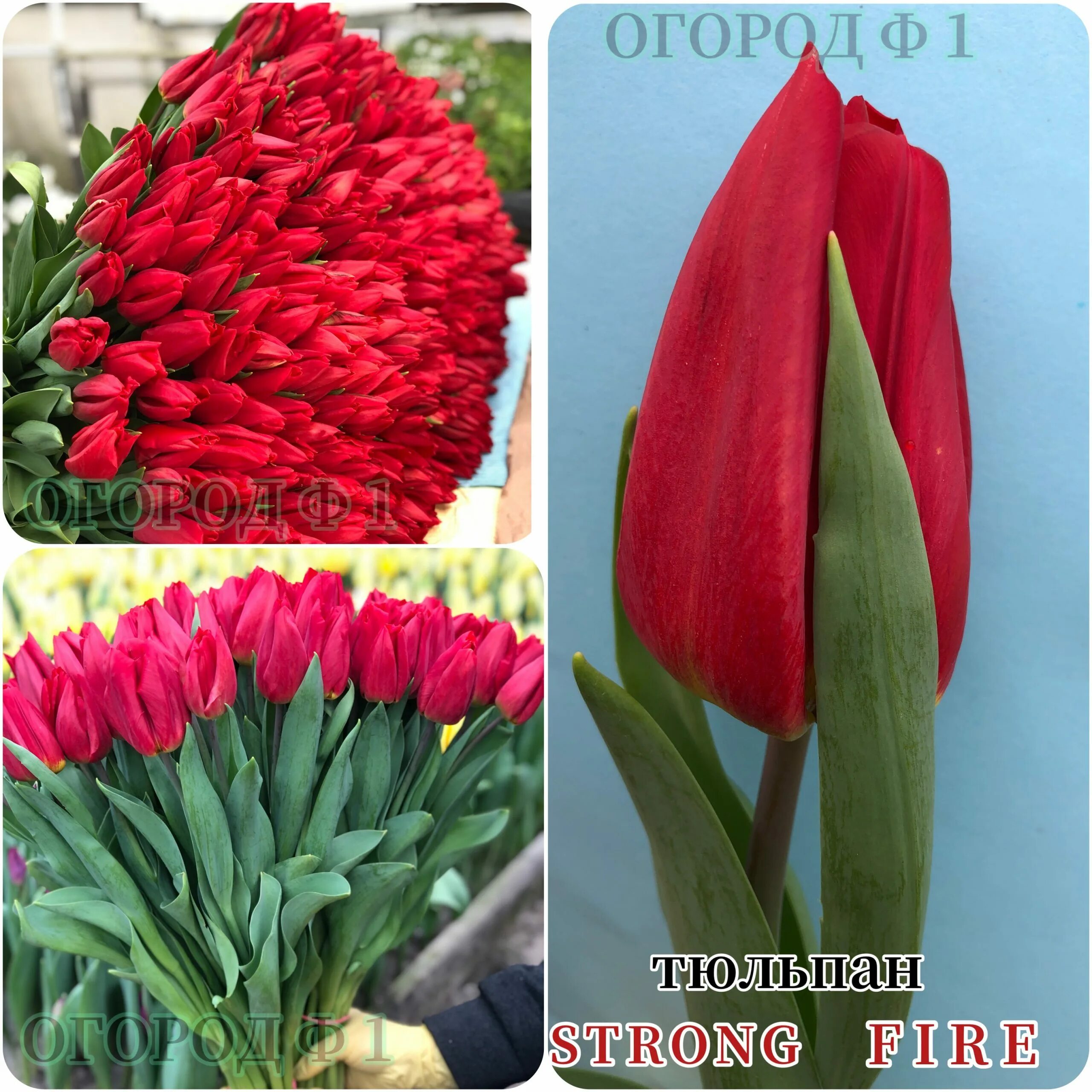 тюльпан strong fire. тюльпан ред голд триумф. тюльпан сорт стронг файер. Strong fire. тюльпан стронг файер.