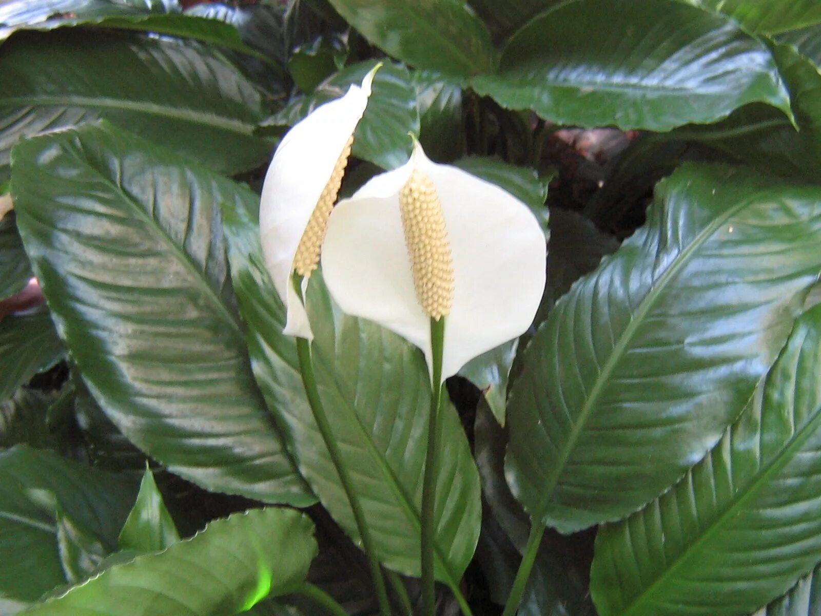 Спатифиллум геликониелистный. Спатифиллум Уоллиса (Spathiphyllum wallisii). Белокрыльник спатифиллум.