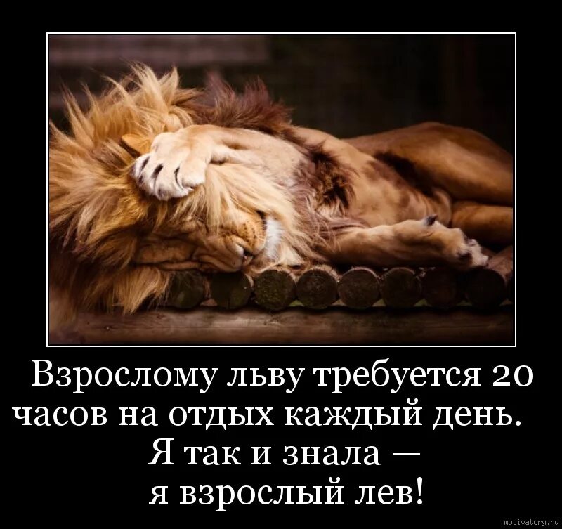 Нужно быть львом. Спокойной ночи Лев. Спокойной ночи львица. Спокойный Лев. Лев надпись.