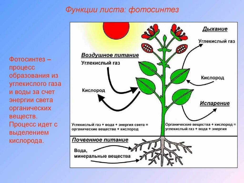 В листьях часть воды используется в процессе. Фотосинтез схема. Фотосинтез растений. Фотосинтез органические вещества. Питание растений фотосинтез.