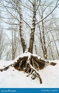 Зима корень