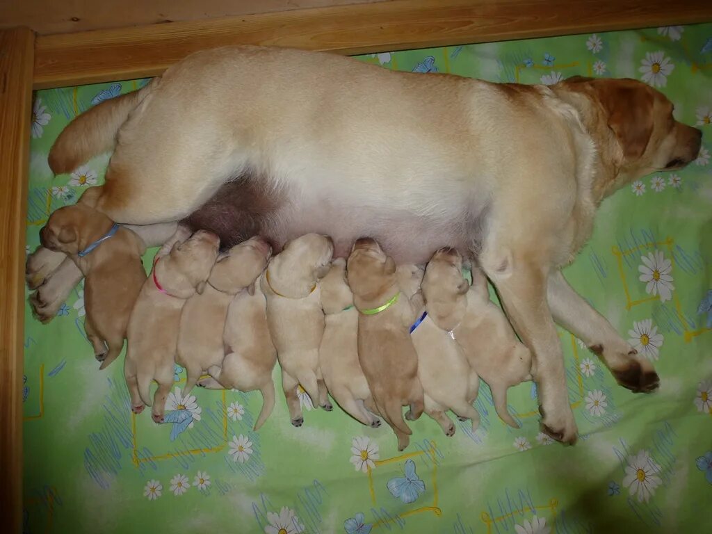 2х недельные щенки лабрадора. щеночку 3 недели. щенки лабрадора 3 недели. щенки немецкой овчарки 2 недели. щенки 1 неделя.