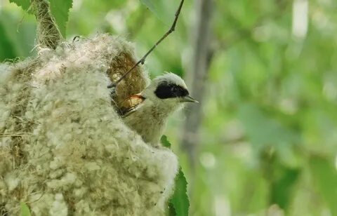 Came bird