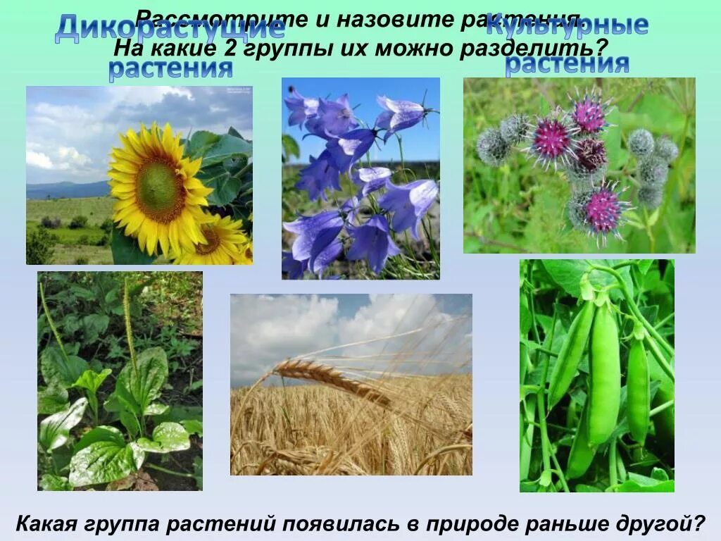 Культурные растения. Дикорастущие и культурные растения. Культурно дикорастущие растения. Цветы дикорастущие и культурные. Распределите культурные растения по группам