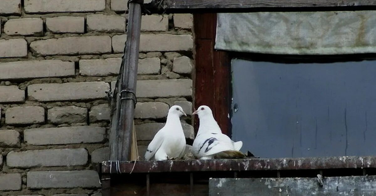 Голуби сели на подоконник. Голуби на балконе. Голуби под крышей. Голубятня на балконе. Дом для голубей.