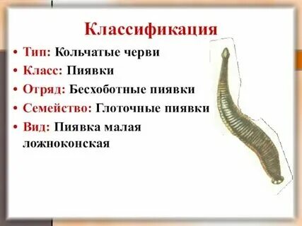 Какие классы относятся к типу простейшие
