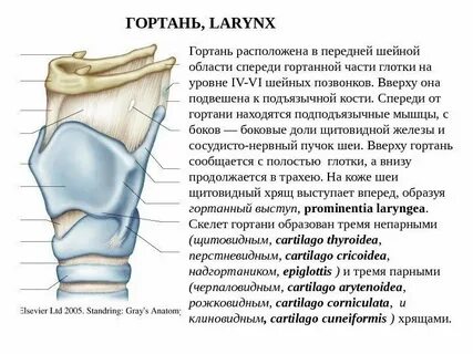 Кости гортани