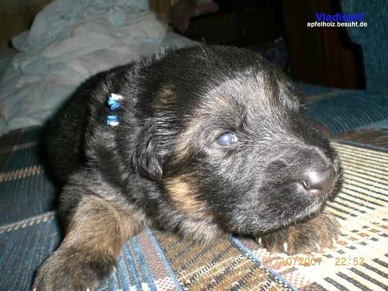 щенки немецкой овчарки 2 недели. немецкая овчарка щенок 1 день. антенор хоф боско биография. овчарка с щенками 2недельными. щенок длинношерстной немецкой овчарки 3 месяца.