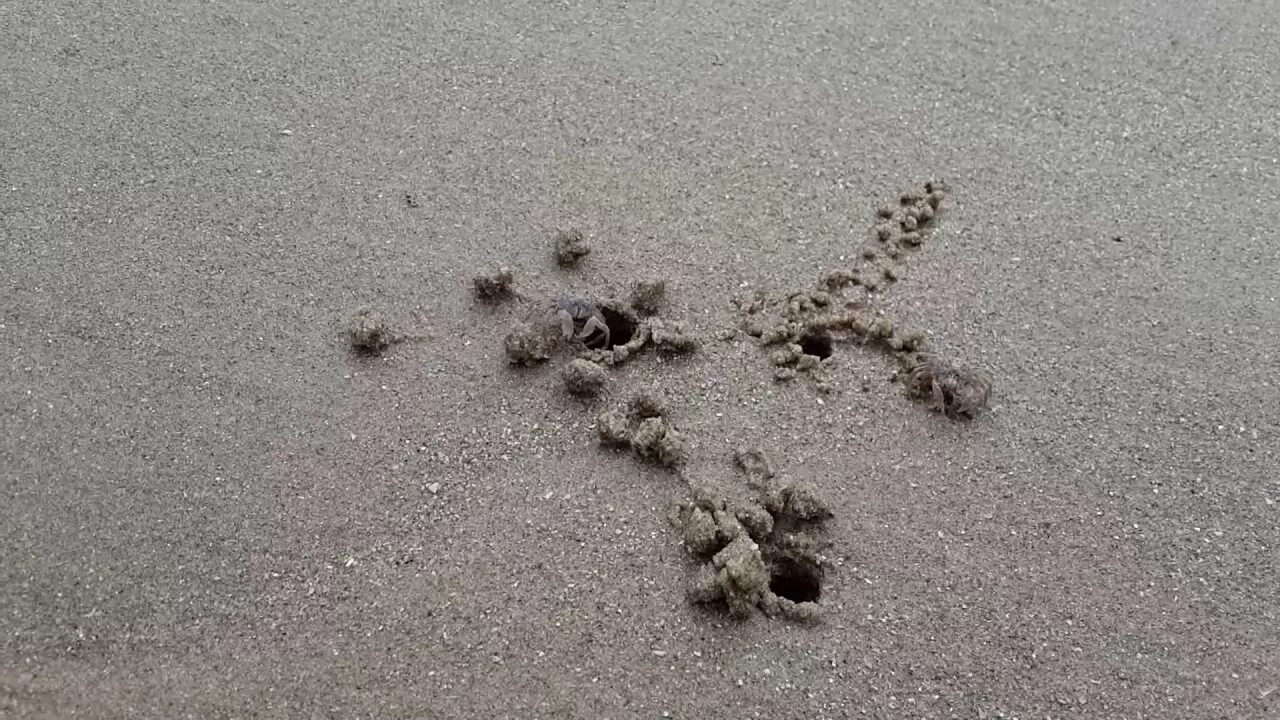 Черви в крабе. Отверстия в песке в море. Норка в песке. Из песка крабики.