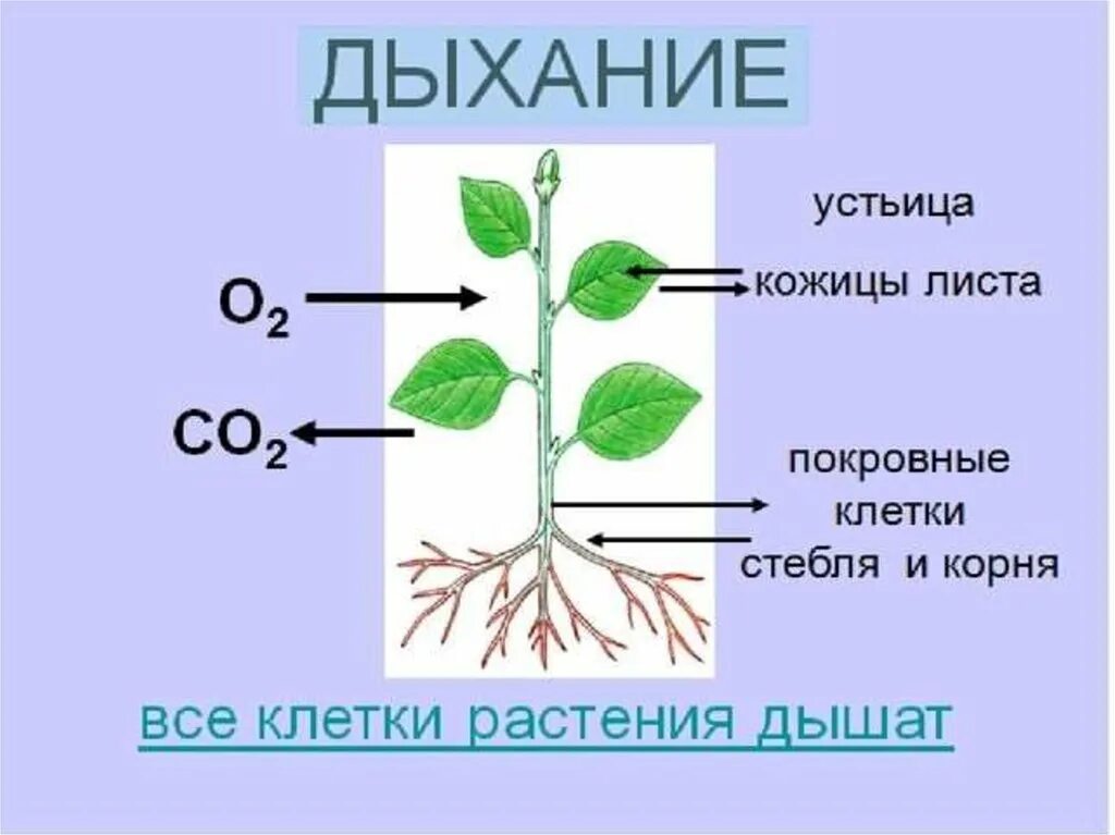 Подготовить сообщение о дыхании растений. Дыхание растений. Процесс дыхания растений. Дыхание растений 6 класс биология. Органы лвзания у растений.