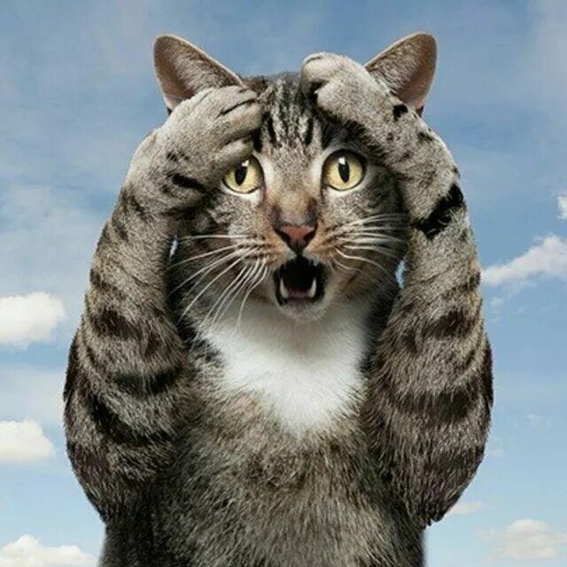 Как выглядит напуганная кошка Taxidermy White Sitting Position Cat Bad taxidermy, Funny taxidermy, Funny anima