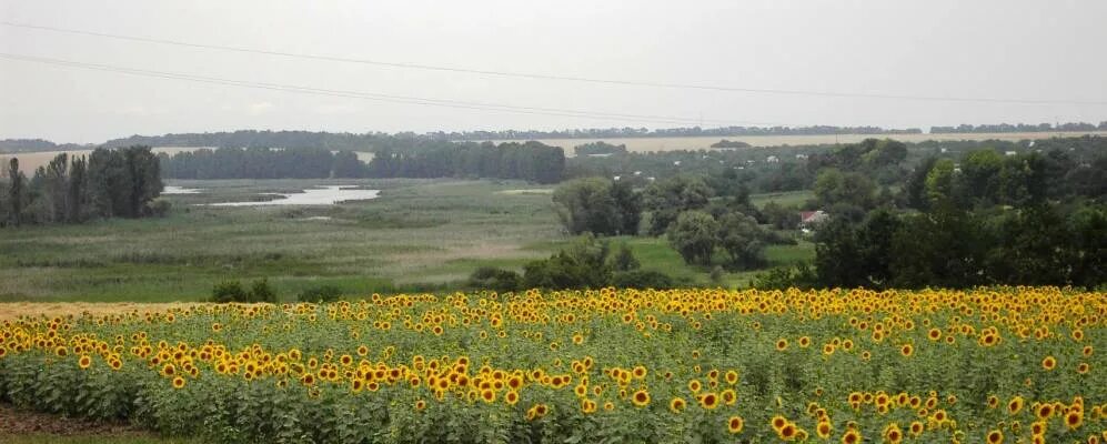 Село Сахновщина Машевского района Полтавской области. Природа Полтавской области. Сахновщина Харьковской области.