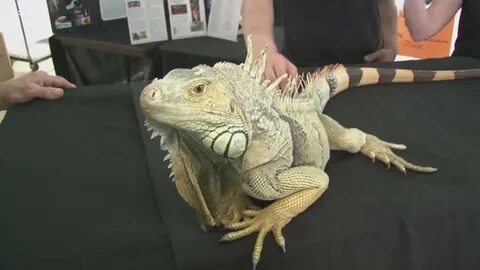 Repticon Knoxville is June 2 and 3 at the Kerbela Shrine in South 