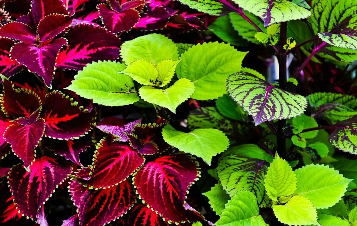 Колеус Coleus Juliet Quartermain. Колеус Red Croton. Колеус Файрвэй. Колеус verschaffeltii.. Декоративная крапива