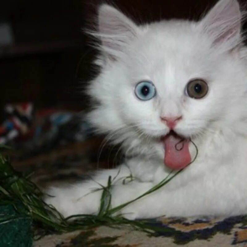 Имя для черно белого кота. Имена для белых котят. Имена для чёрно белых котят. Кличка для белого котенка мальчика. Имена для белой кошечки.