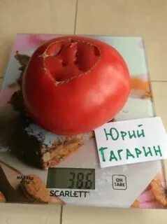 Томат от юрия отзывы