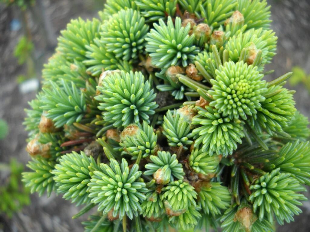 Ель ситхинская шишки. Picea engelmannii Pocahontas. Ель колючая Ossorio's Dwarf. Хвойное растение Picea.