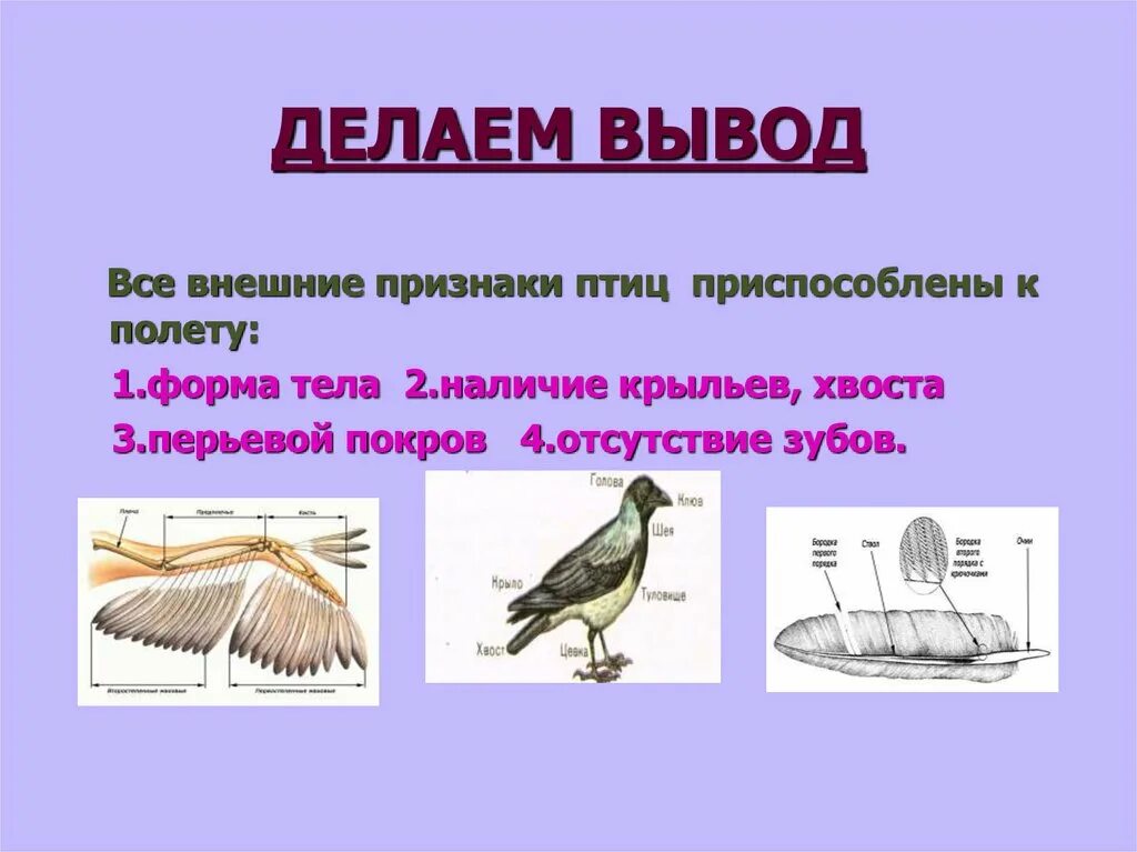 Признаки птиц. Класс птицы. Отличительные признаки птиц. Признаки внешнего строения птиц.