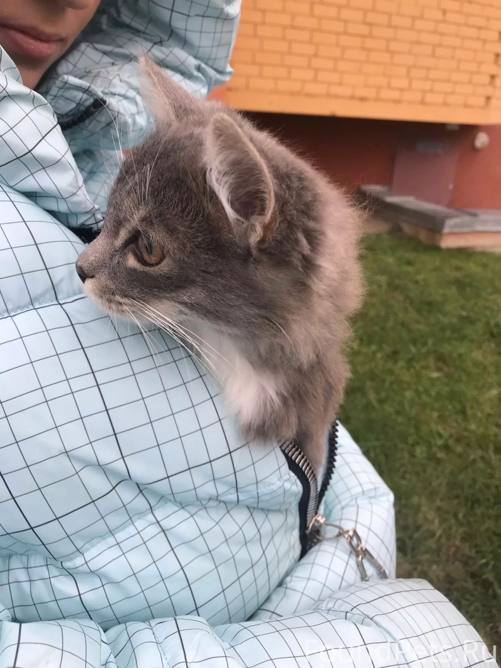 В злотников котенок с улицы лизюкова. В злотников котенок с улицы лизюкова. Котенок с улицы отзывы. Котенок уличный 2 мес трехцветный до и после. Котенок на улице фото.