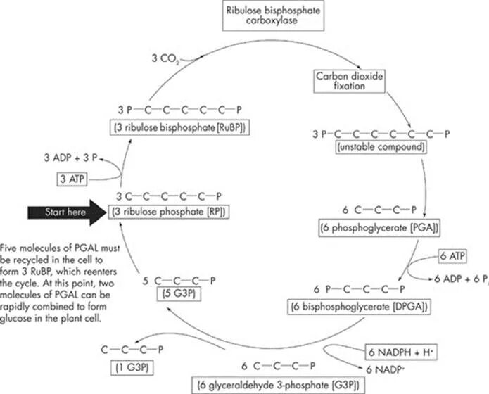 Протекают реакции цикла кальвина. Цикл Кальвина в фотосинтезе. Цикл Кальвина Глюкоза. Цикл Кальвина лактат. Цикл Кальвина и Кребса отличия.
