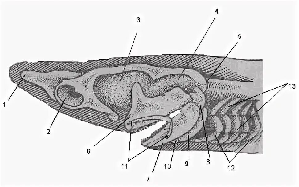 File:Carcharodon carcharias skeleton.jpg - Wikipedia