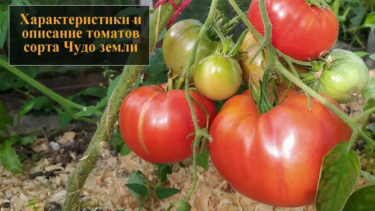 Помидоры сорт чудо. Томат &quot;чудо земли минусинск&quot;. томат чудо земли сибирский сад. сорт томатов чудо земли. чудо земли украины томат.