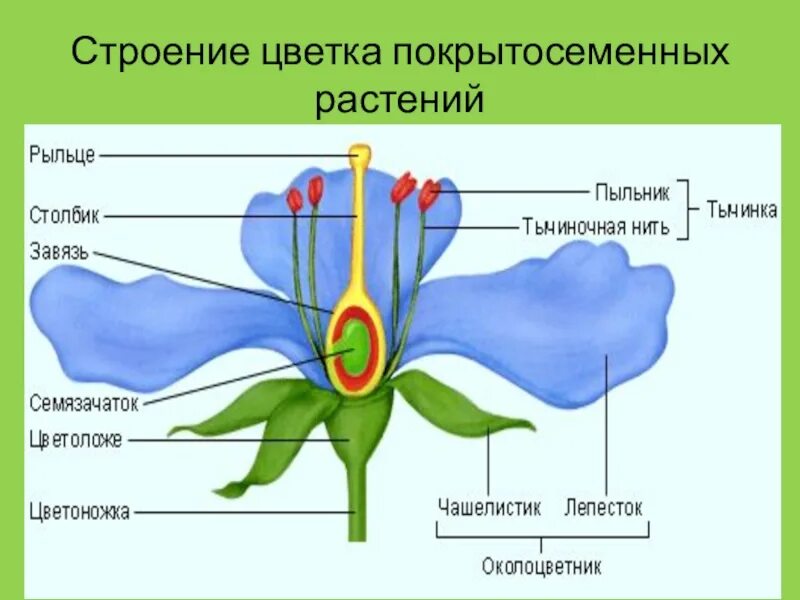 Строение цветка. Строение покрытосеменных. Строение цветка растения. Цветок покрытосеменных растений.