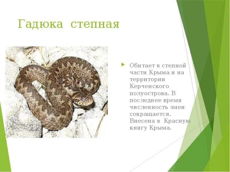 Степная гадюка сообщение 4 класс кратко. Степная гадюка красная книга. степная гадюка описание. рассказ о степной гадюке. степная гадюка относится к группе животных.