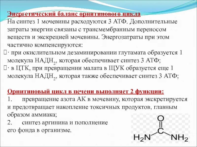 Синтез значение. Биосинтез мочевины энергетический баланс. энергетический баланс орнитинового цикла. энергетический баланс цикла мочевины. энергетические затраты на синтез 1 моль мочевины.