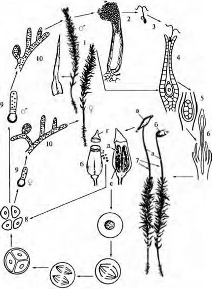 Зеленый мох кукушкин лен размножение. Кукушкин лен жизненный цикл. Цикл развития мха Кукушкин лен. Кукушкин лен жизненный цикл схема. Цикл развития мха Кукушкин лен схема.