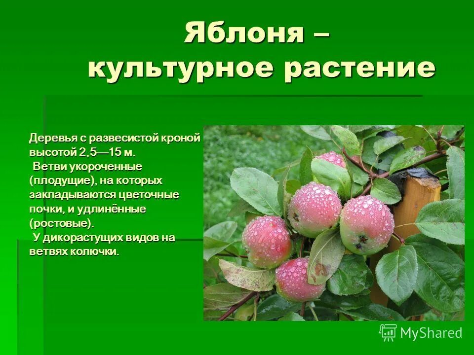 Сообщение о культурном растении. Доклад о культурном растении. Описание культурного растения. Сообщение о некультурных растениях. Книги о культурных растениях названия 3 класс