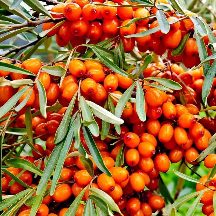 Облепиха по английски. Облепиха эссель. Hippophae rhamnoides. Облепиха по английски. Облепиха джемовая.