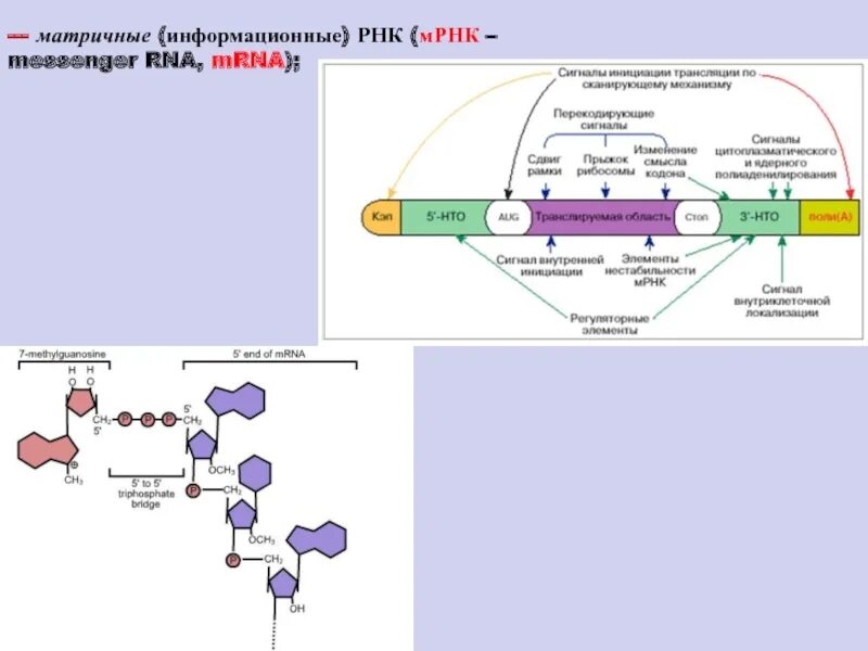 Строение матричной РНК биохимия. Информационная ИРНК или матричная МРНК. Структура матричных РНК биохимия. Функции МРНК биохимия.